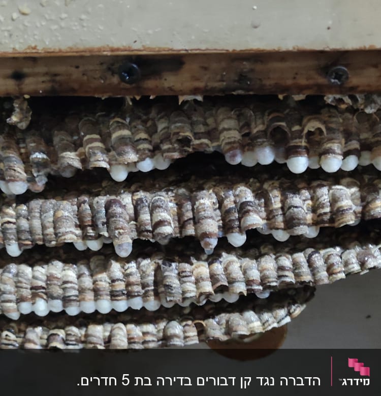 קיני צרעות עם ביצים מתחת לעץ